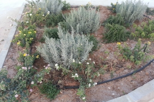 Green areas at Fig Tree Bay 5.7.2013