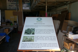 Planting at Fig Tree Bay Beach
