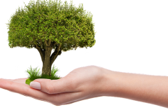 Announcement.posted.image_.used_.hand-and-tree-1247796__340